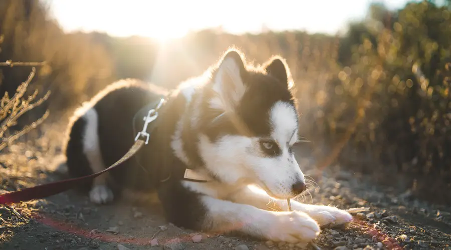 Pequeño perro blanco y negro al aire libre