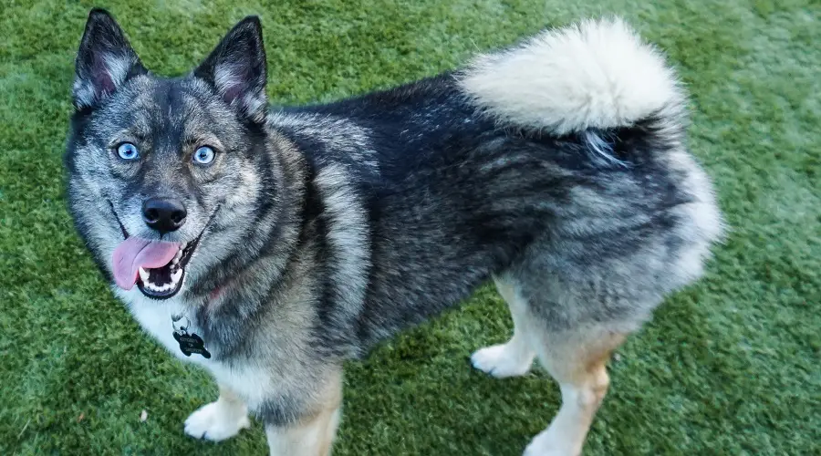 Cachorro de ojos azules afuera