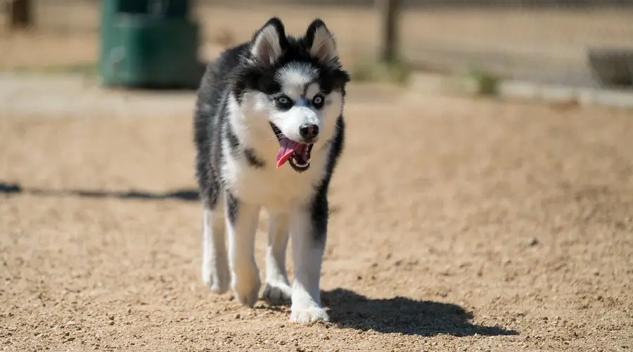 Mezcla de Husky Pomeranian corriendo afuera.