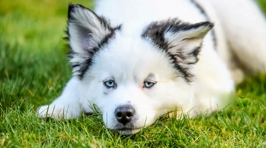 Perro blanco con ojos azules en la hierba