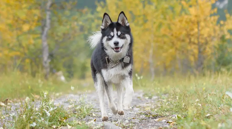 Mezcla de Pomeranian Husky con ojos de diferentes colores corriendo