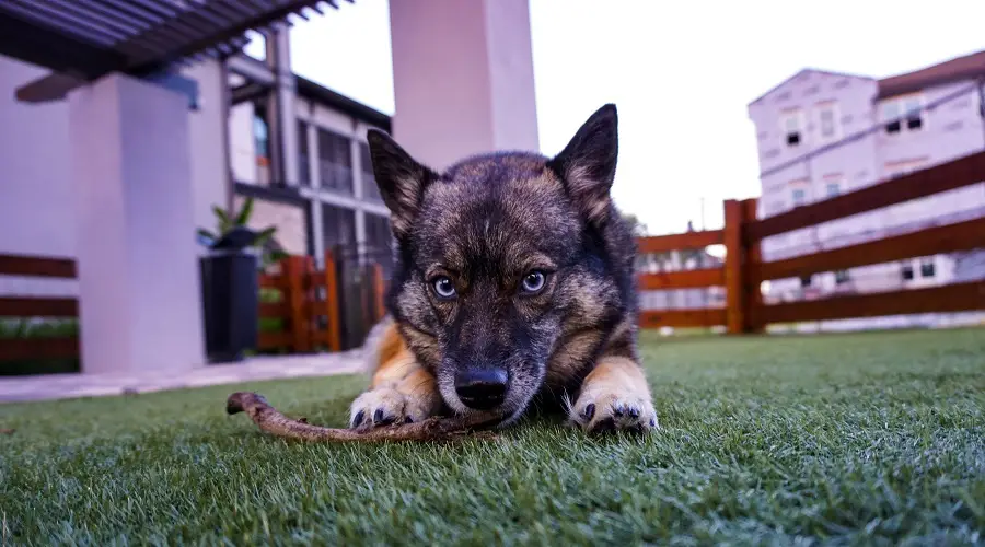 Darker Pomsky afuera jugando con un palo