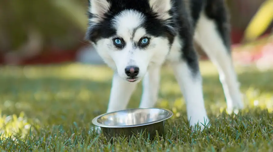 Pomsky comiendo comida para perros