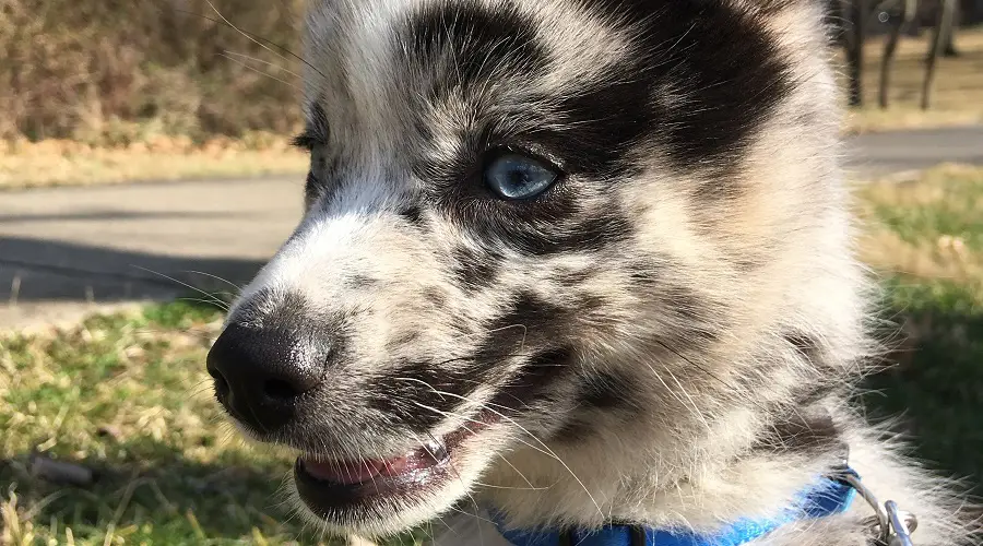 Cachorro Pomsky