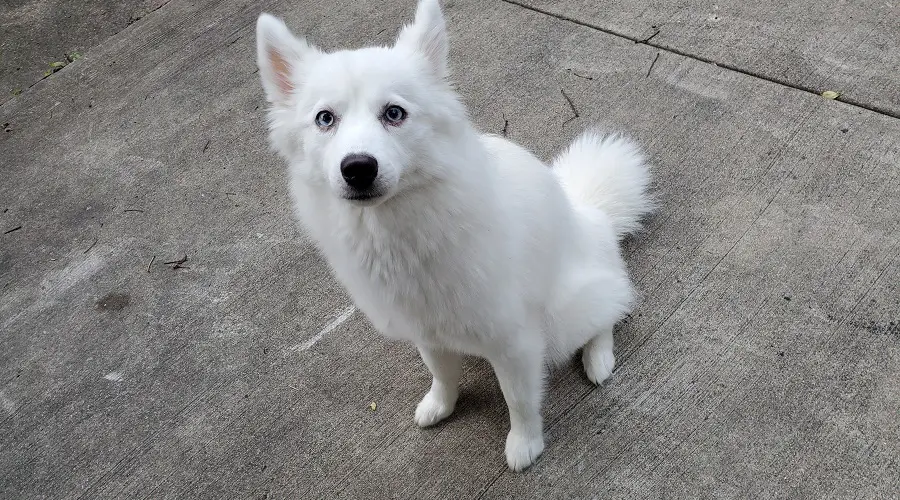 Mezcla de Husky y Pomerania de bata blanca