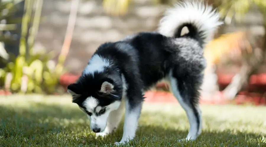 Perro de cría Pomsky