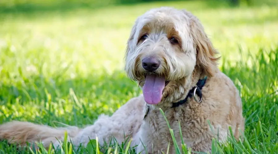 Perro blanco esponjoso en la hierba