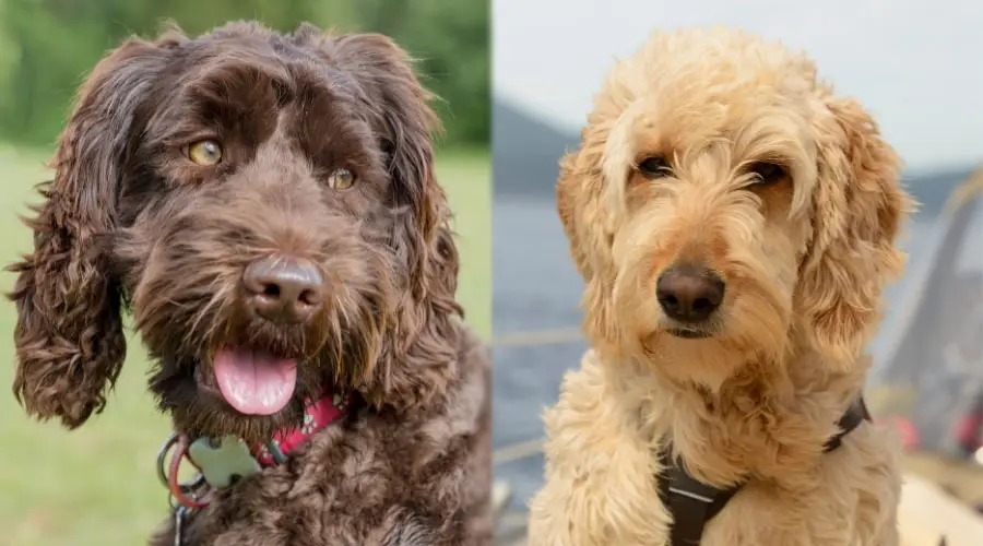 Perros guapos al aire libre