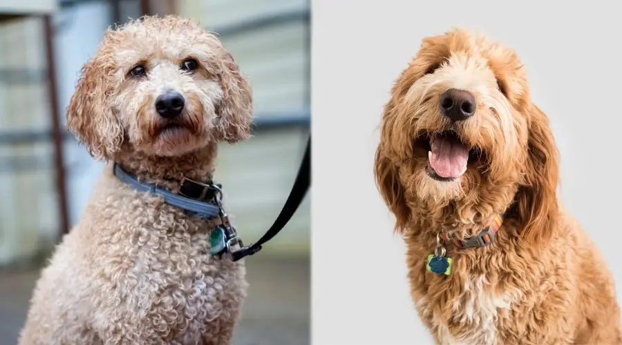 Cachorros esponjosos blancos y negros