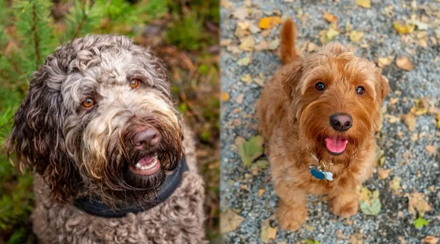 Perros peludos mirando hacia arriba