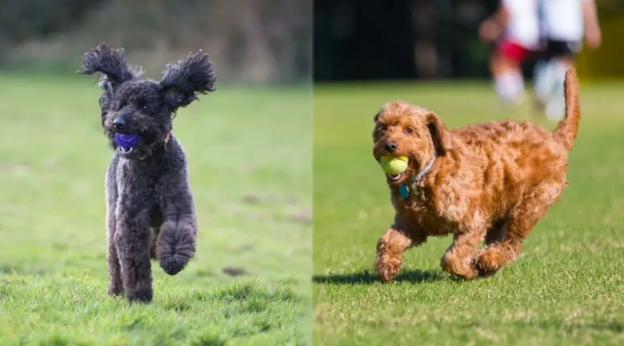 Perros corriendo al aire libre