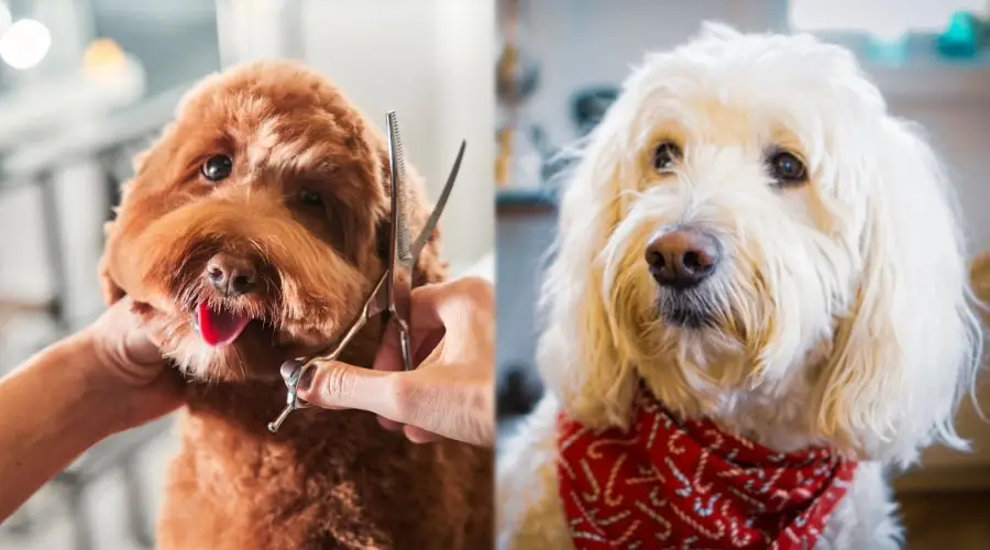 Perros guapos siendo arreglados