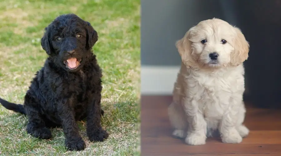 Cachorros esponjosos blancos y negros