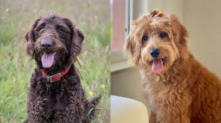 Perros felices con la lengua fuera