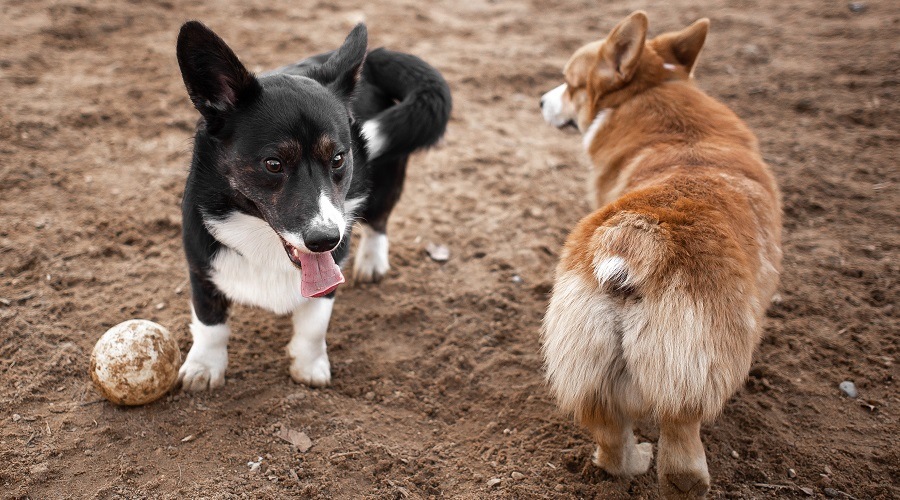 Par de Corgis