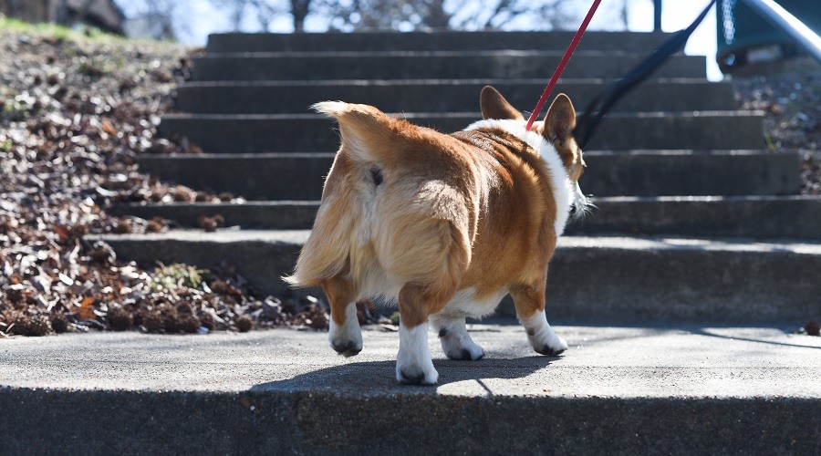 Corgi rojo
