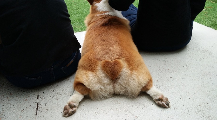Cachorro con dueños