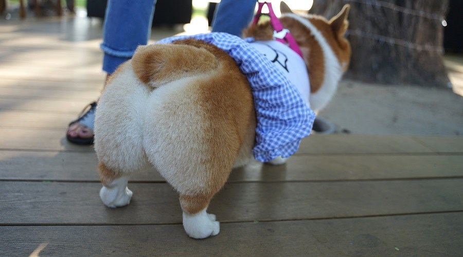 Corgi con un vestido