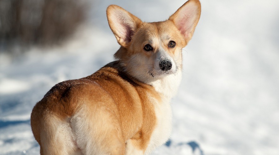jugando en la nieve