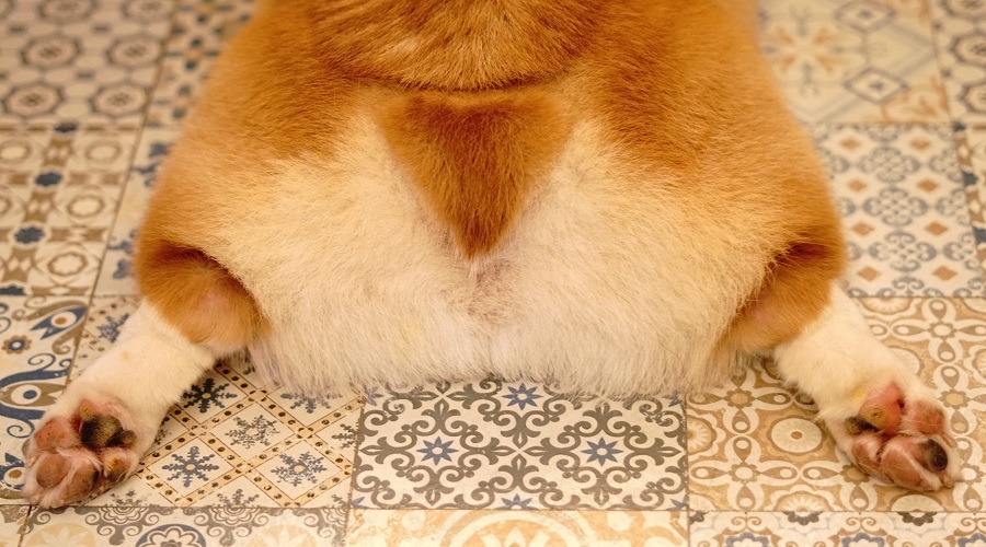 Corgi en pisos de los años 70