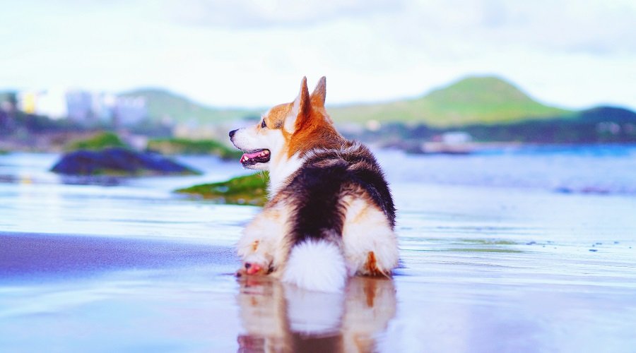 Corgi en el agua