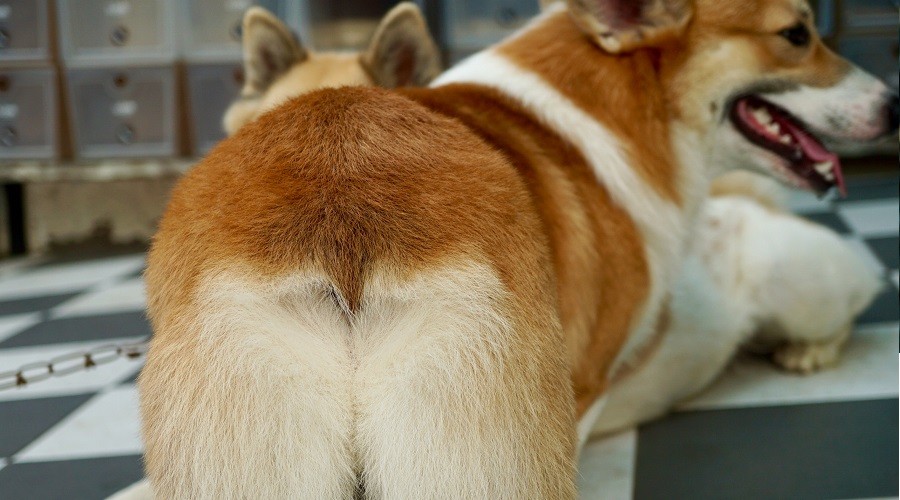 Dos perros