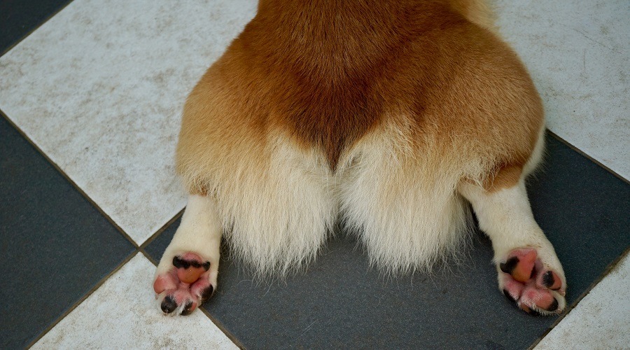 Cachorro en el suelo de baldosas