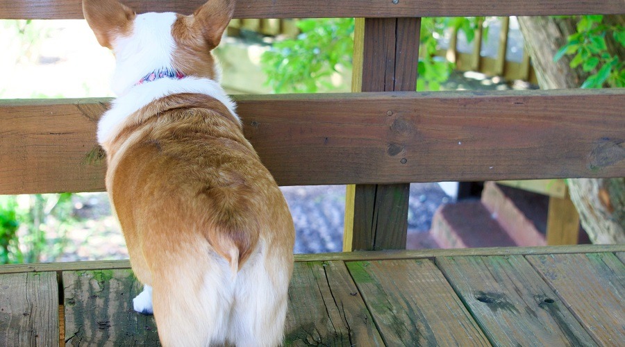 Corgi en la pasarela