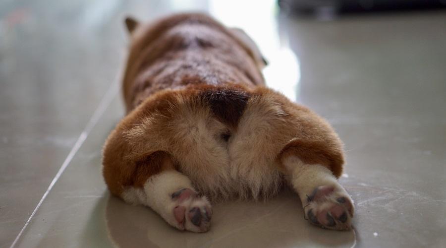 Cachorro en el suelo