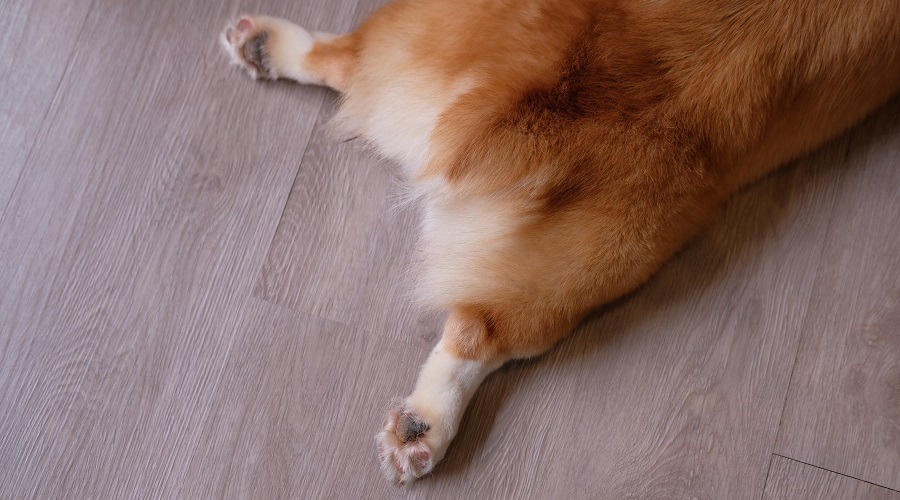 Corgi tendido sobre un piso de madera
