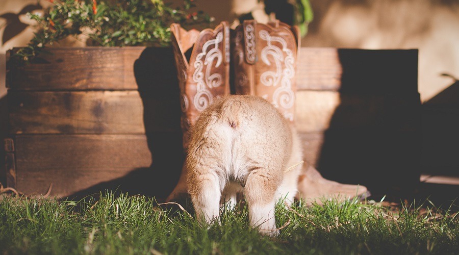 Cachorro Corgi con Botas