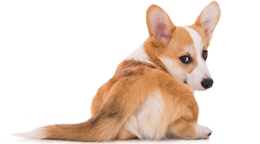 Perro Travieso