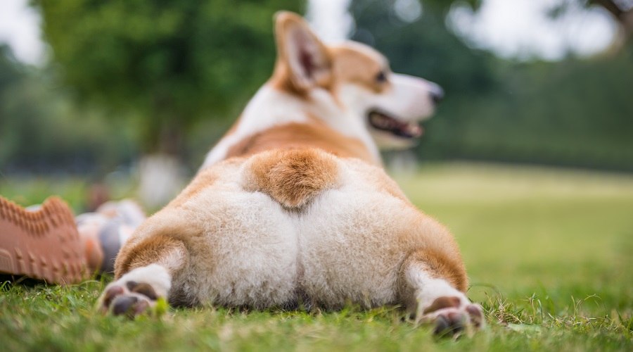 Corgi Pembroke galés sobre hierba