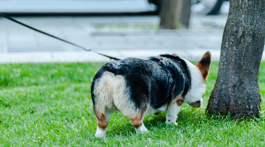 Corgi tricolor
