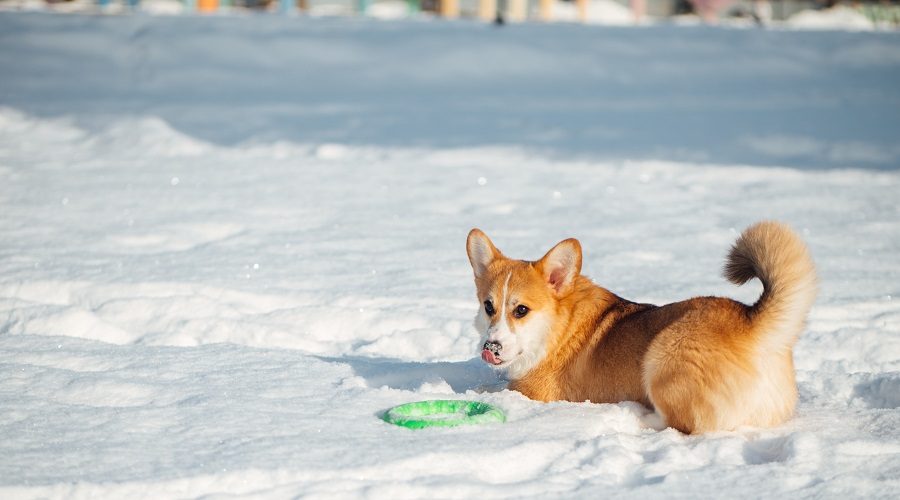 perrito de nieve