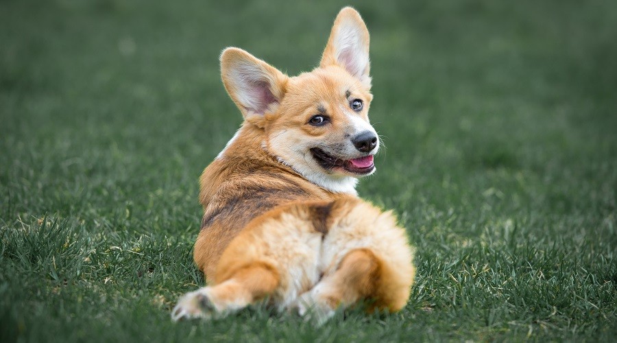 Cachorro tricolor en hierba