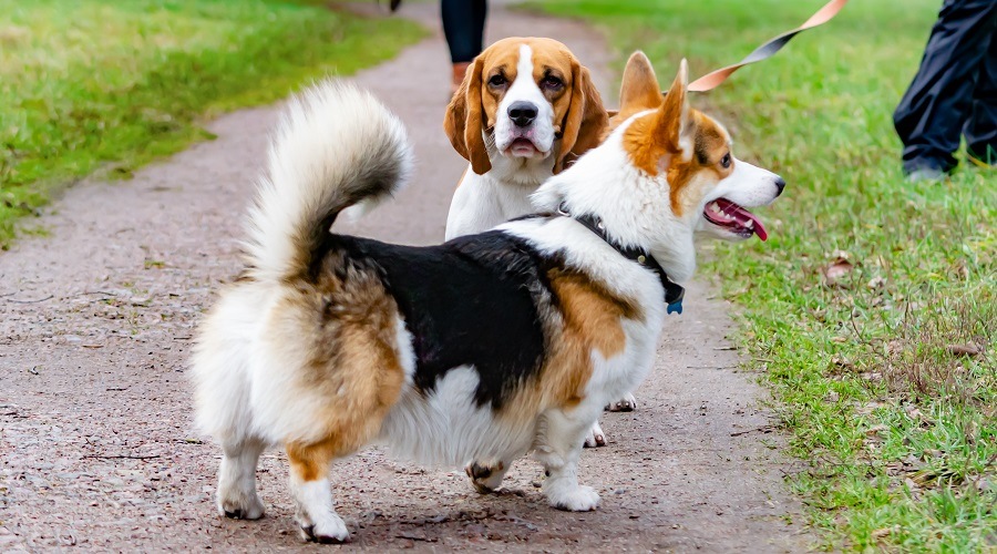 Corgi con un amigo