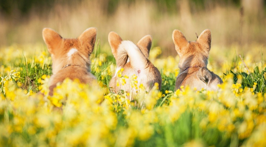 Tres colillas de Corgi