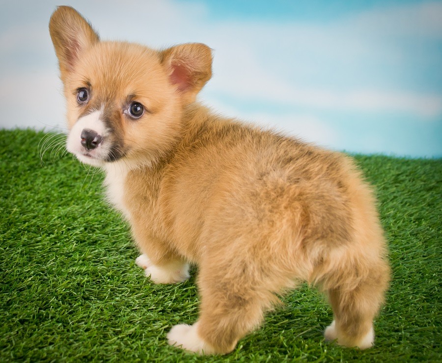 Trasero de cachorro Corgi