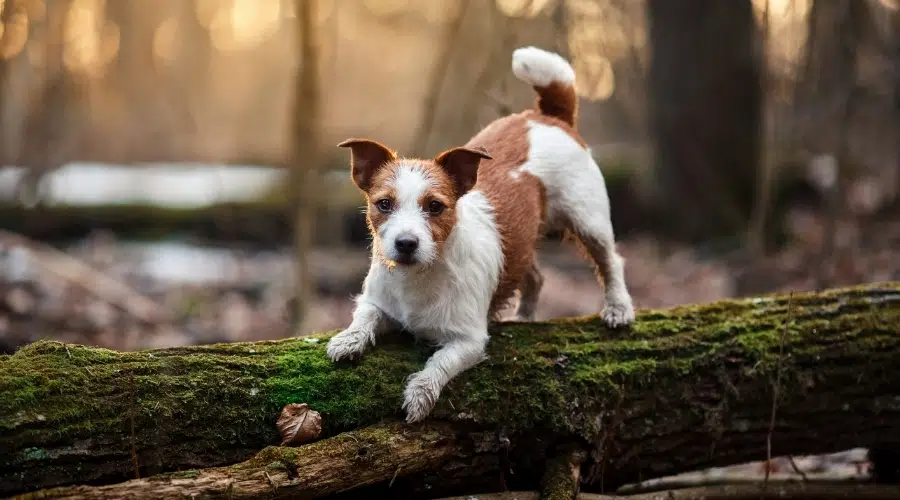 Pequeño perro blanco y tostado jugando en la rama de un árbol