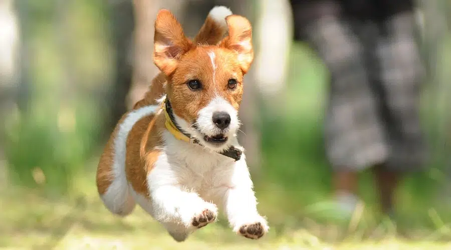 Pequeño perro blanco y tostado corriendo al aire libre