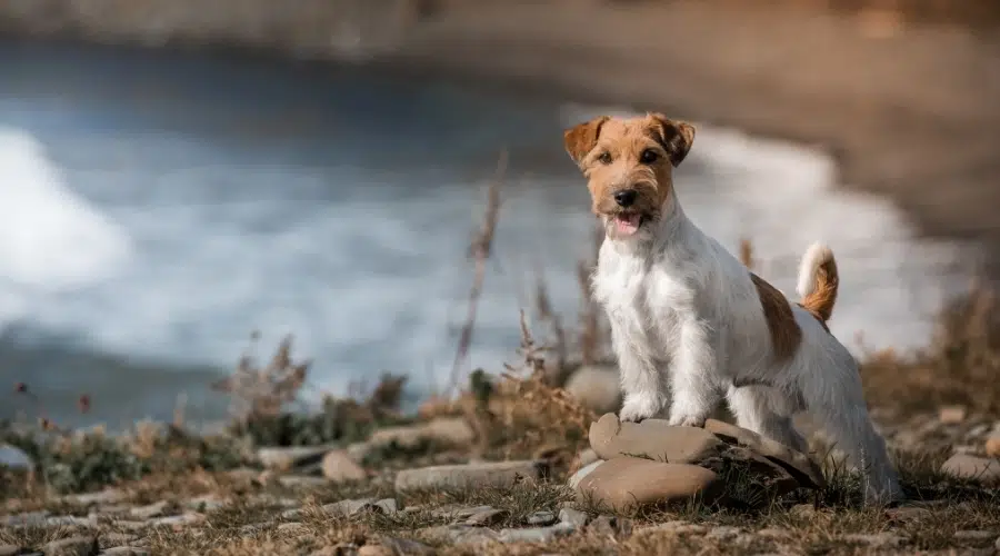 Pequeño perro blanco y tostado posando cerca de un lago