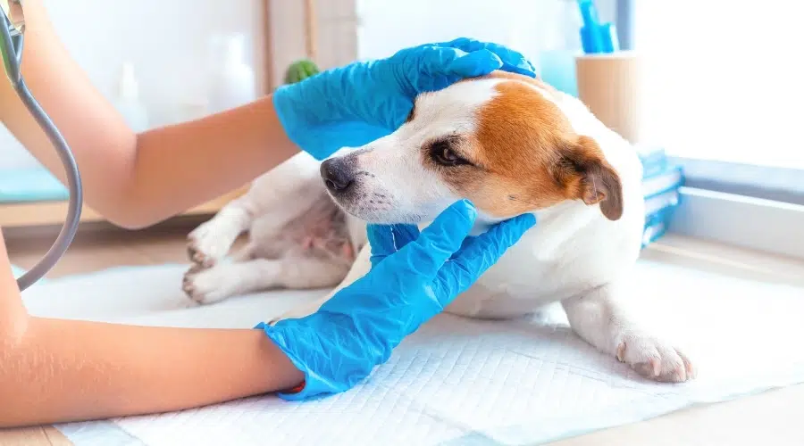 Pequeño perro blanco y tostado siendo examinado por un veterinario