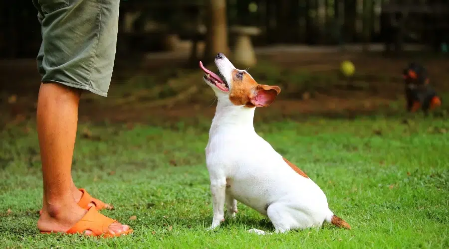 Pequeño perro blanco y tostado sentado y mirando a una persona