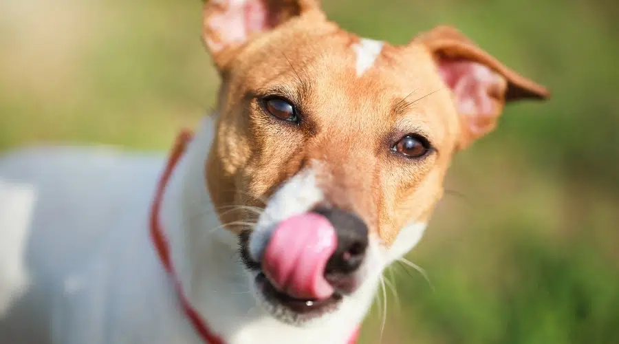 Pequeño perro blanco y tostado lamiendo su nariz bajo la luz del sol