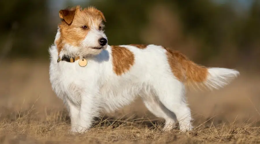 Pequeño perro blanco y tostado de pie en un campo