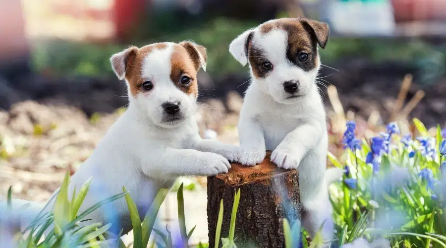 Dos pequeños cachorros entre flores moradas