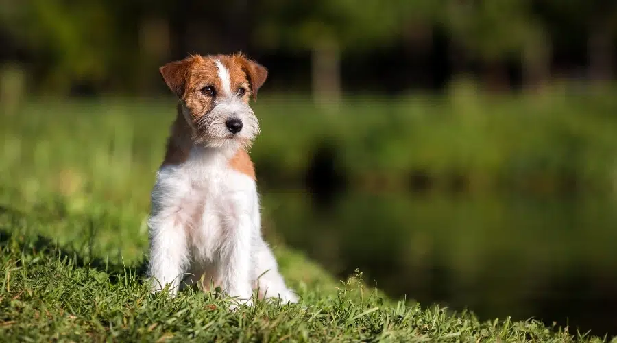 Perro blanco y tostado sentado al aire libre en un día soleado