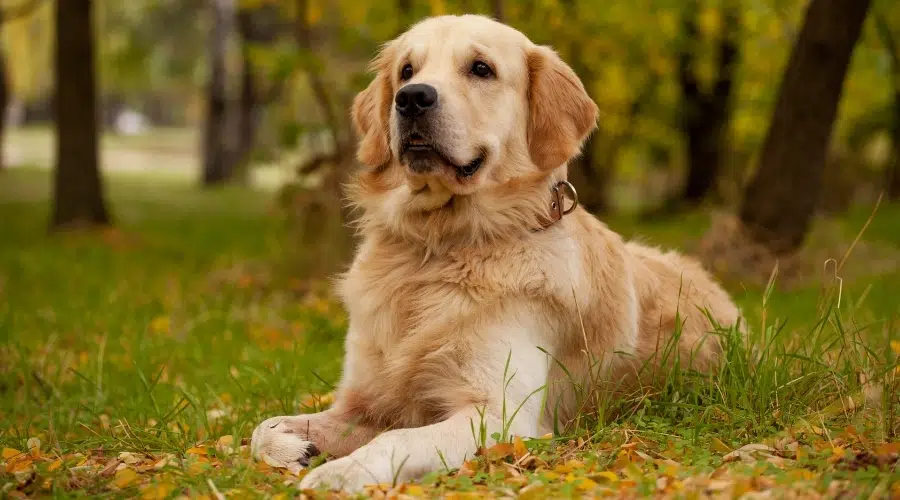 Perro rubio descansando al aire libre