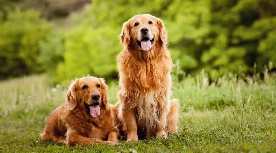 Dos perros jadeantes al aire libre